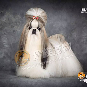 【貴族名犬堂】中國四大美人，“西施”在貴族~！??！